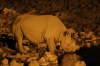 Rhinoceros