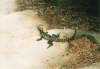 Lizard